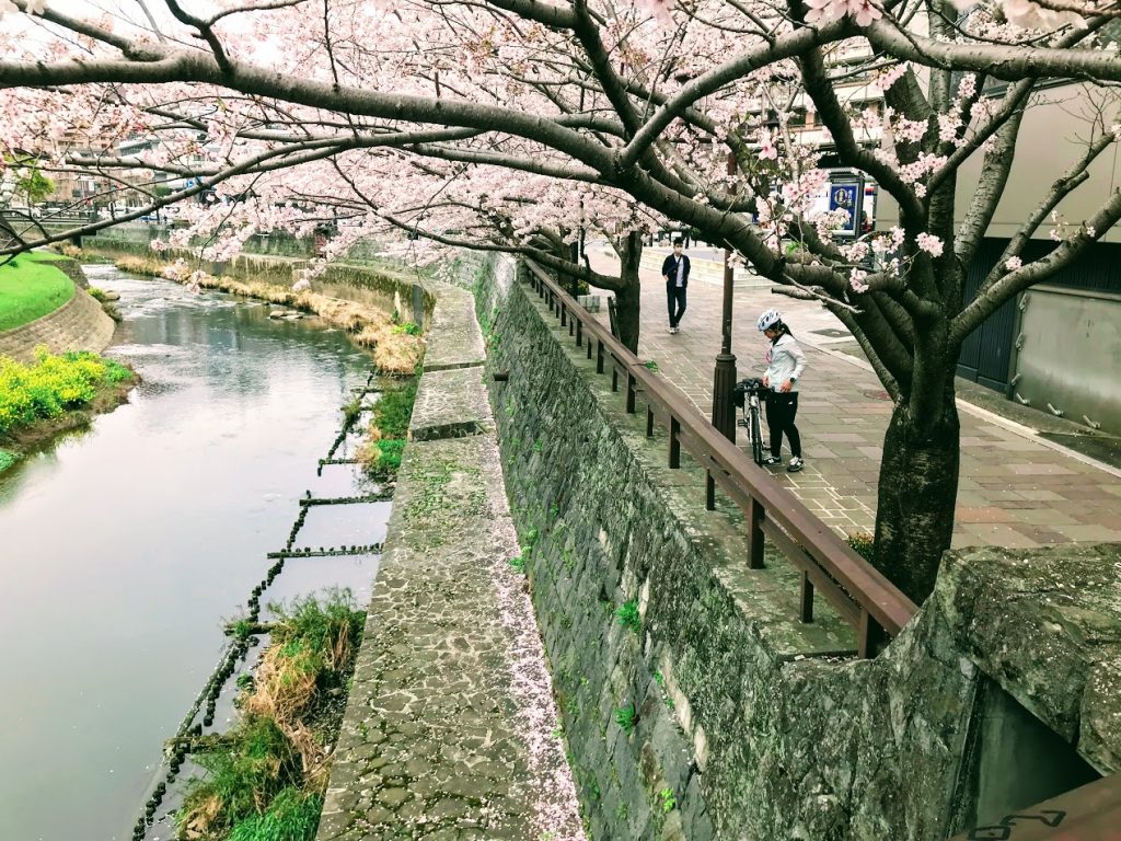 春のイベントガイドツアー「熊本　お花見ガイドツアー」受付開始しました